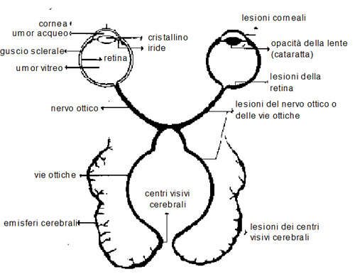 Anatomia occhio-cervello